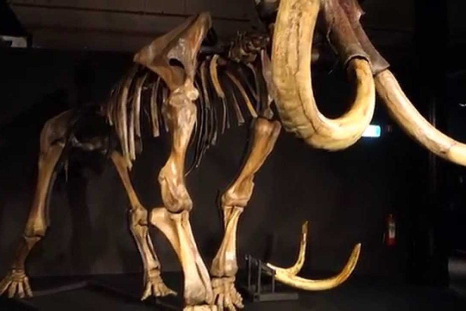 Skelet van een mammoet