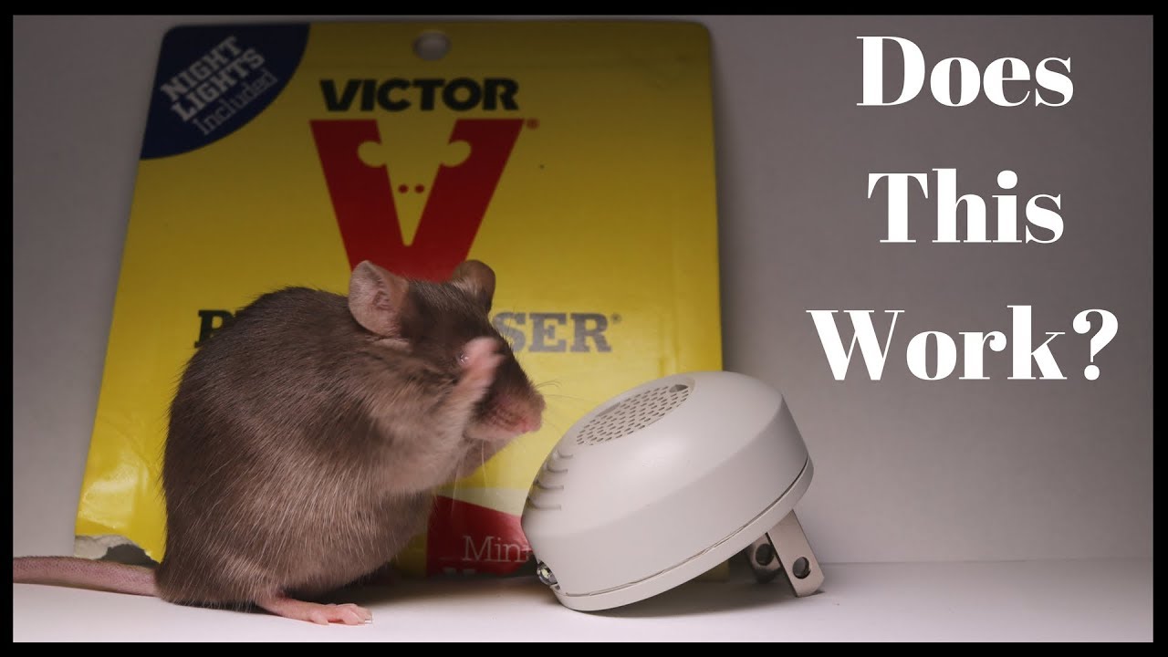 Testing Out the Victor PESTCHASER Ultrasonic Rodent Repeller. Does It Work?
